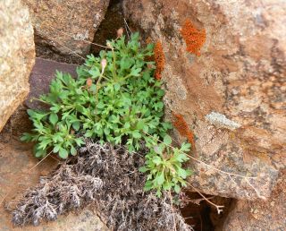 Saxifraga globulifera Desf. [2/12]