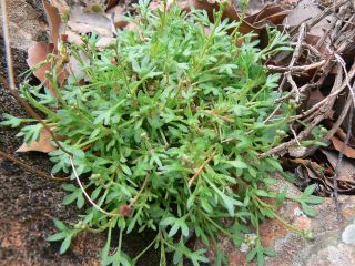 Saxifraga globulifera Desf. [3/12]