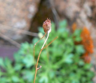 Saxifraga globulifera Desf. [4/12]