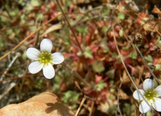 Saxifraga globulifera Desf. [5/12]