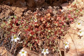 Saxifraga globulifera Desf. [7/12]