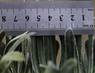 Saxifraga longifolia subsp. gausseni Emberger [8/12]