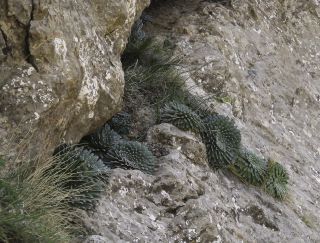 Saxifraga longifolia subsp. gausseni Emberger [2/12]