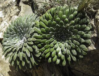 Saxifraga longifolia subsp. gausseni Emberger [3/12]