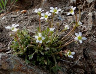 Saxifraga tridactylites L. [1/2]