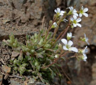 Saxifraga tridactylites L. [2/2]