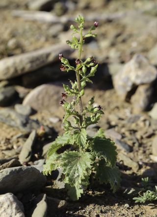 Scrophularia arguta Aiton [4/12]