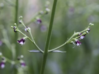 Scrophularia canina L. [12/13]