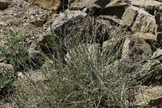 Scrophularia macrorrhyncha (Humbert, Litard. & Maire) Ibn Tattou [1/11]