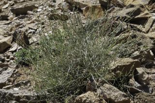 Scrophularia macrorrhyncha (Humbert, Litard. & Maire) Ibn Tattou [2/11]