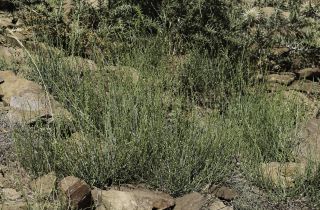 Scrophularia macrorrhyncha (Humbert, Litard. & Maire) Ibn Tattou [3/11]