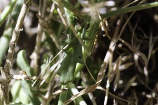 Scrophularia macrorrhyncha (Humbert, Litard. & Maire) Ibn Tattou [4/11]