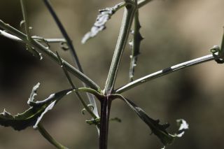 Scrophularia macrorrhyncha (Humbert, Litard. & Maire) Ibn Tattou [5/11]