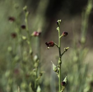 Scrophularia macrorrhyncha (Humbert, Litard. & Maire) Ibn Tattou [6/11]