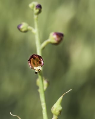 Scrophularia macrorrhyncha (Humbert, Litard. & Maire) Ibn Tattou [7/11]