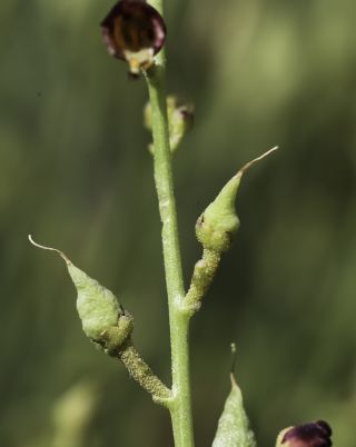 Scrophularia macrorrhyncha (Humbert, Litard. & Maire) Ibn Tattou [8/11]