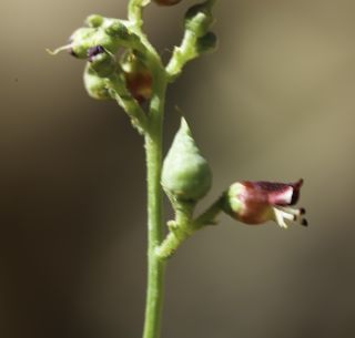 Scrophularia macrorrhyncha (Humbert, Litard. & Maire) Ibn Tattou [9/11]