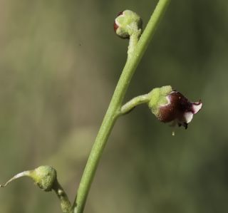 Scrophularia macrorrhyncha (Humbert, Litard. & Maire) Ibn Tattou [11/11]