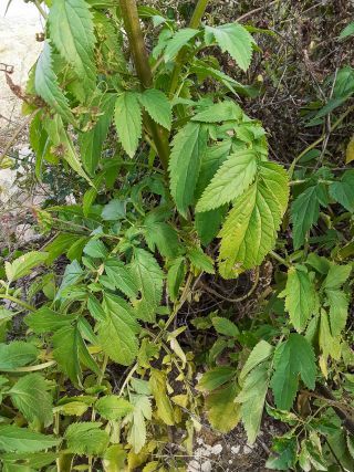 Scrophularia sambucifolia L. subsp. sambucifolia [6/10]