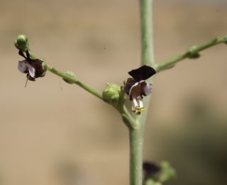 Scrophularia syriaca Benth. [4/4]