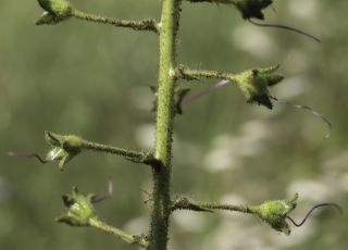 Verbascum faurei (Murb.) Hub.-Mor. subsp. faurei [4/7]