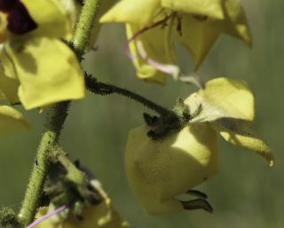 Verbascum faurei (Murb.) Hub.-Mor. subsp. faurei [6/7]
