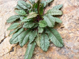 Verbascum longirostris (Murb.) Huber-Morath [2/11]