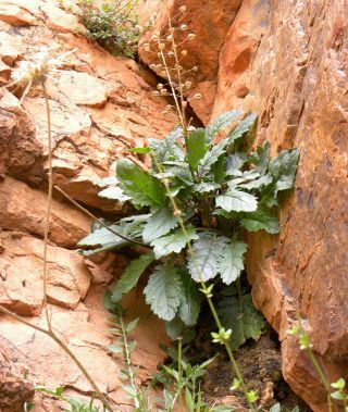 Verbascum longirostris (Murb.) Huber-Morath [3/11]