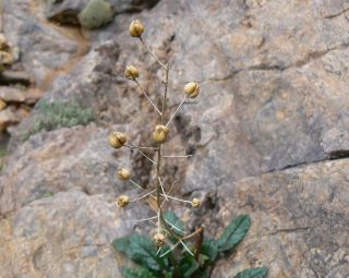 Verbascum longirostris (Murb.) Huber-Morath [6/11]
