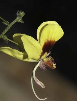 Verbascum longirostris (Murb.) Huber-Morath [8/11]