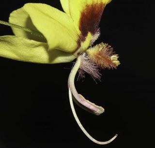 Verbascum longirostris (Murb.) Huber-Morath [9/11]