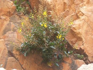 Verbascum longirostris (Murb.) Huber-Morath [1/11]