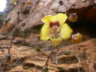 Verbascum longirostris (Murb.) Huber-Morath [4/11]