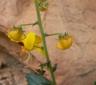 Verbascum longirostris (Murb.) Huber-Morath [5/11]