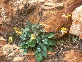 Verbascum longirostris (Murb.) Huber-Morath [7/11]