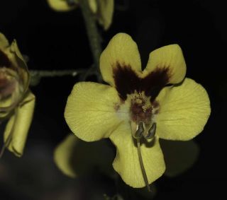 Verbascum longirostris (Murb.) Huber-Morath [10/11]