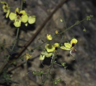 Verbascum longirostris (Murb.) Huber-Morath [11/11]