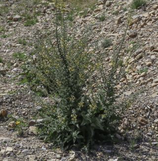 Verbascum maroccanum (Ball) Hub.-Mor. [1/16]