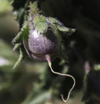 Verbascum maroccanum (Ball) Hub.-Mor. [8/16]