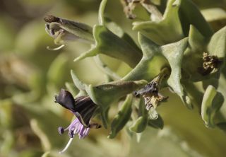 Hyoscyamus muticus L. subsp. falezlez (Cosson) Maire [5/14]