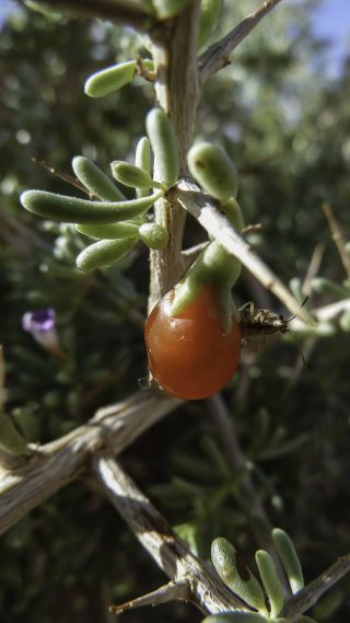 Lycium intricatum Boiss. subsp. intricatum [7/12]