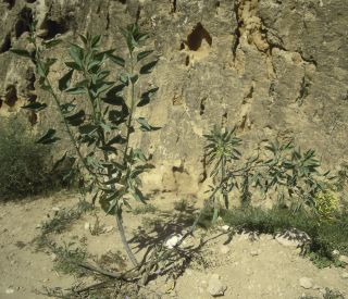 Nicotiana glauca R.C.Graham [3/5]