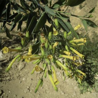 Nicotiana glauca R.C.Graham [4/5]