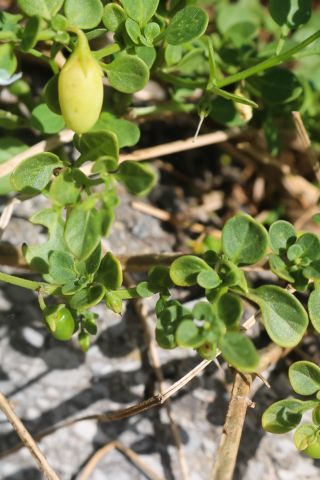 Salpichroa origanifolia (Lam.) Baill. [2/12]