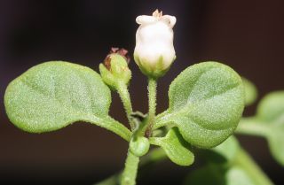 Salpichroa origanifolia (Lam.) Baill. [4/12]