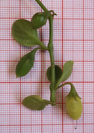 Salpichroa origanifolia (Lam.) Baill. [5/12]