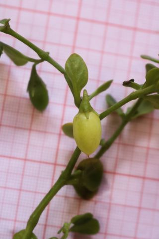 Salpichroa origanifolia (Lam.) Baill. [7/12]