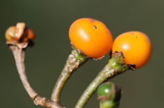 Solanum bonariense L. [6/6]