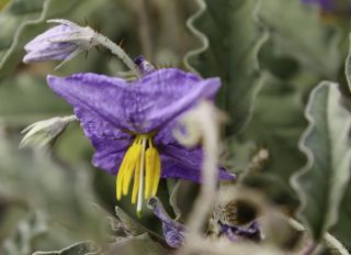 Solanum elaeagnifolium Cav. [3/12]