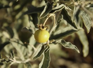 Solanum elaeagnifolium Cav. [10/12]